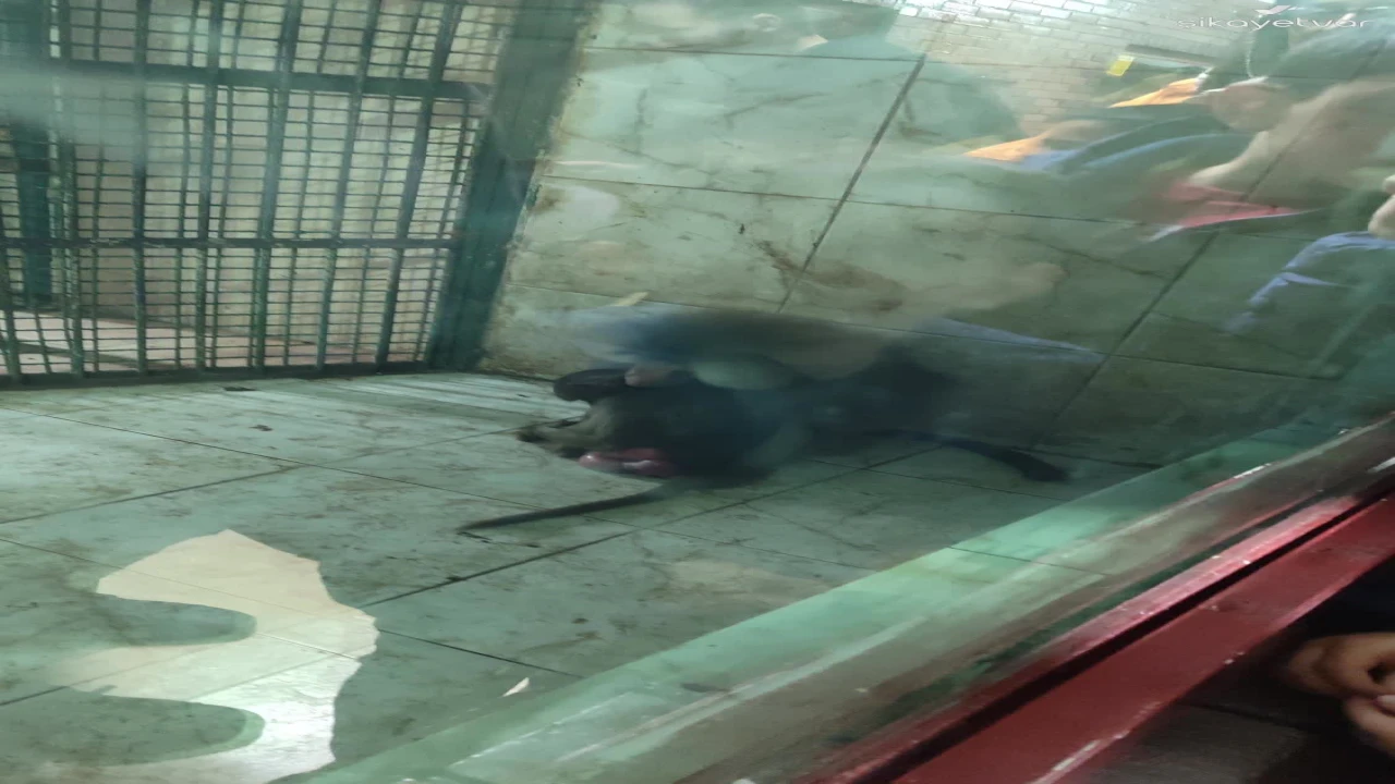 Gaziantep Hayvanat Bahçesi'nde "İhmal" İddiaları: Hayvanların Yaşam Koşulları ve Beslenmesi Alarm Veriyor!